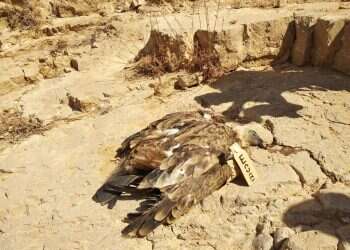 הרעלת הנשרים: הפגיעה הגדולה ביותר בעשור האחרון