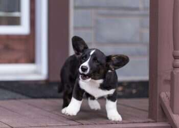 "כל כלב בביתו": הפתגם שמזכיר לנו מתי לנבוח