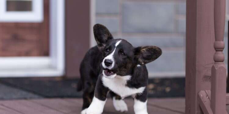 כלב נובח. צילום: שאטרסטוק "כל כלב בביתו": הפתגם שמזכיר לנו מתי לנבוח