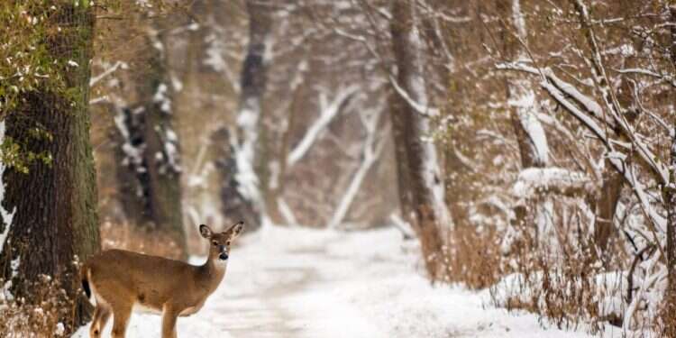 טוב יותר מבעלי חיים: המאפיין הייחודי שעוזר לבני אדם לרוץ למרחקים ארוכים