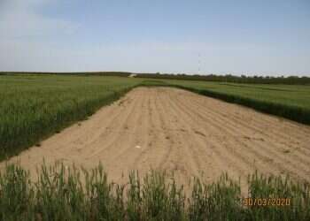 האם שנת השמיטה היא אכן השנ"צ של הקרקע, שמתעוררת אחריה רעננה?