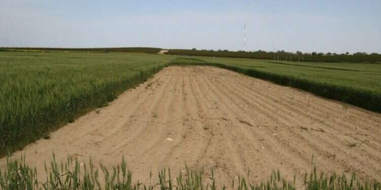 לשנת הפסקה יש תרומה גדולה בכל מה שקשור בהגנת הצומח . במרכז: חלקת הטיפול שנשארה 'כְּרָב', מצדדיה: חיטה בטיפולים אחרים האם שנת השמיטה היא אכן השנ"צ של הקרקע, שמתעוררת אחריה רעננה?