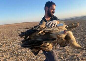 הרעלת הנשרים בדרום: החוק מעניק חסינות למרעילים