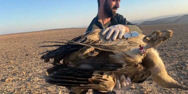 הרעלת הנשרים בדרום: החוק מעניק חסינות למרעילים