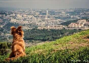 ראיתי עיר: ירושלים, הרים סביב לה וגם תצפיות