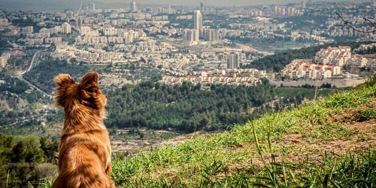 צילום: יאיר בן ארי ראיתי עיר: ירושלים, הרים סביב לה וגם תצפיות