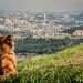 ראיתי עיר: ירושלים, הרים סביב לה וגם תצפיות