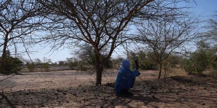 עצים שניטעו בניז'ר במסגרת המיזם. צילום: איי.אף.פי