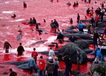 הישראלי שמנסה לשנות מסורת אכזרית בת אלף שנה באוקיינוס האטלנטי