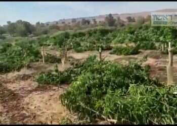 מטע מנגו פרטי הושחת בגולן, הסיבה: נקמה ברשות מקרקעי ישראל
