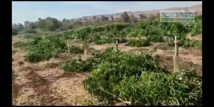 מטע המנגו ההרוס בגולן. צילום מסך מתוך הסרטון, צילום: מועצה אזורית גולן מטע מנגו פרטי הושחת בגולן, הסיבה: נקמה ברשות מקרקעי ישראל