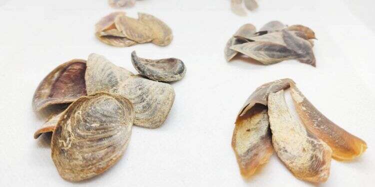 צילום: אלרון זבטני