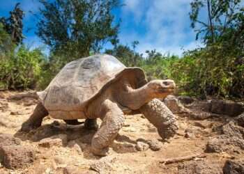 איטיות היא לא חולשה, היא דרך חיים