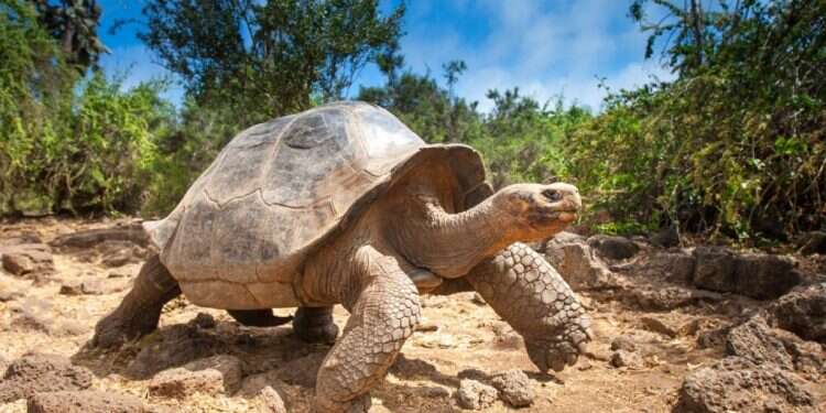 איטיות היא לא חולשה, היא דרך חיים