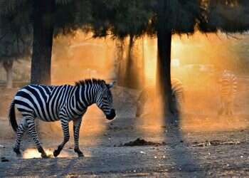 זברות בספארי. צילום: טיבור יגר לראשונה: זברות מהספארי יועברו להודו, ויעצרו בדרך באבו דאבי