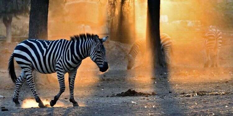 לראשונה: זברות מהספארי יועברו להודו, ויעצרו בדרך באבו דאבי