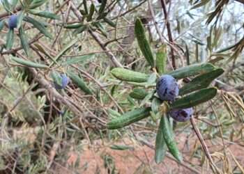 צילום: יאיר קראוס דרוזים, וצ'רקסים ושמן זית: פסטיבל חנוכה מיוחד בגליל
