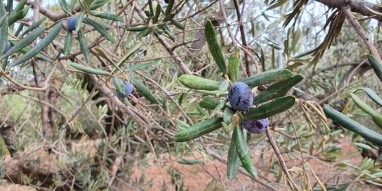 צילום: יאיר קראוס דרוזים, וצ'רקסים ושמן זית: פסטיבל חנוכה מיוחד בגליל