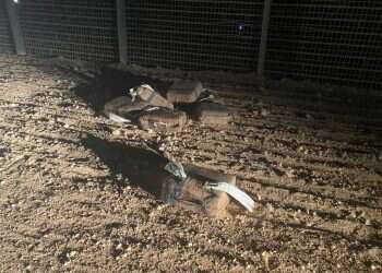 סמים שנתפסו בגבול מצרים. צילום: דובר צה הברחות הסמים בגבולות: הצבא חייב לשמור על ערנות