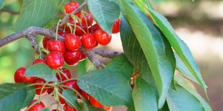 צילום: אנצ'ו גוש-ג'יני