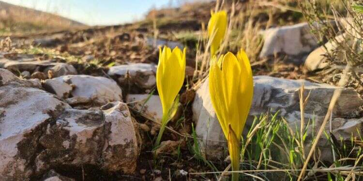 גשם גשם בוא: שלושה טיולים חורפיים מושלמים
