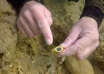 טבעת הזהב כפי שנמצאה במים. צילום: היחידה לארכיאולוגיה ימית ברשות העתיקות אבני חן נדירות, פסלון עיט, פעמונים, וחלקי ספינה נחשפו בקיסריה