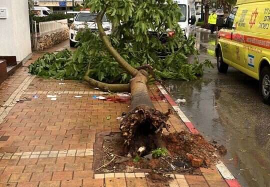 גבר נפצע קשה מקריסת עץ בנתניה