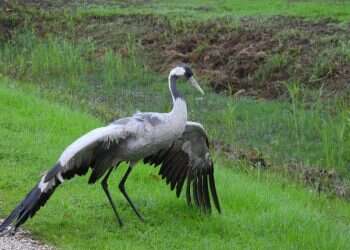 שפעת העופות ממשיכה להתרחב בעמק החולה
