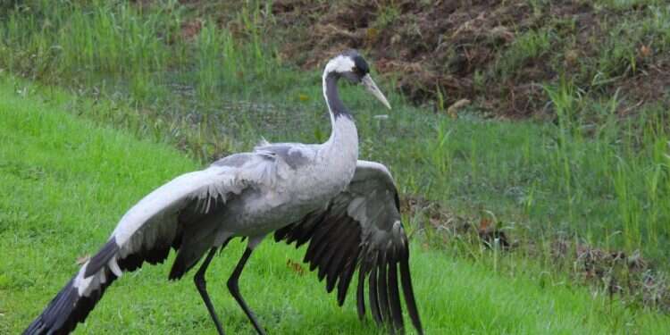 שפעת העופות ממשיכה להתרחב בעמק החולה