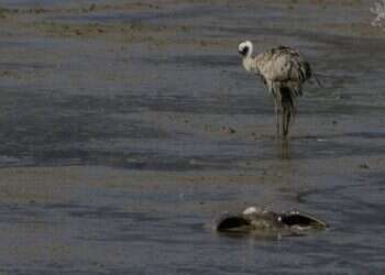שפעת העופות בגליל: "אני נוסע בין עשרות פגרים של עגורים"