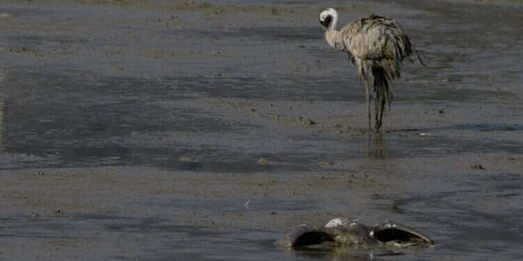 שפעת העופות בגליל: "אני נוסע בין עשרות פגרים של עגורים"