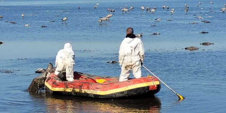 פינוי העגורים. צילום: הדס כהנר, רשות הטבע והגנים החל פינוי פגרי העגורים בצפון. שר החקלאות: "יינתן לחקלאים פיצוי"