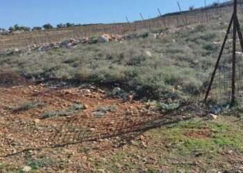 טרור חקלאי: פלסטינים השחיתו כרם ביישוב יצהר