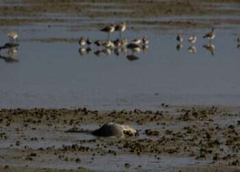התפשטות שפעת העופות: יותר מאלפיים עגורים נדבקו ומתו