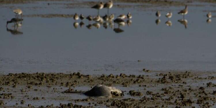 עגורים מתים בבריכות דגים בעמק החולה. צילום: אייל מרגולין- ג'יני התפשטות שפעת העופות: יותר מאלפיים עגורים נדבקו ומתו