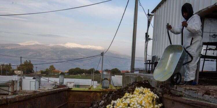 פינוי זבל וביצים לאחר המתת התרנגולות. צילום: אייל מרגולין, ג'יני