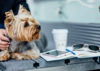 יורקשייר טרייר