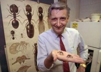 מת המדען שגילה את המשותף בין נמלים ובני אדם