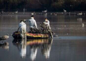 מומחים חוששים מזן קטלני של שפעת העופות