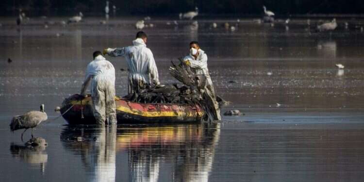 עובדי משרד הבריאות באגמון החולה. צילום: לירון מולדובן, פלאש 90 מומחים חוששים מזן קטלני של שפעת העופות