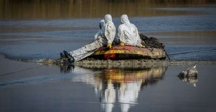 עובדי משרד החקלאות אוספים ציפורים שנפגעו משפעת העופות בצפון. ארכיון. צילום: מורז ברום/פלאש90 בקרוב בישראל? מקרה הדבקה ראשון בשפעת העופות בבריטניה