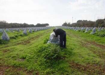 שיטה חדשנית: איך מגינים על עצי האבוקדו מפני הקור הקיצוני?