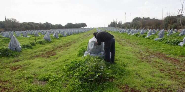 עצי אבוקדו צעירים במטע קיבוץ יפתח - מטע האבוקדו הגבוה ביותר בארץ, מכוסים ברשת כחלק מניסוי להגנה מפני הקור. צילום: אייל מרגולין - ג׳יני
 שיטה חדשנית: איך מגינים על עצי האבוקדו מפני הקור הקיצוני?
