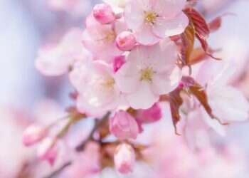 כי האישה עץ השדה: על המשמעות הרוחנית של ט"ו בשבט