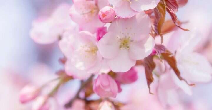 כי האישה עץ השדה: על המשמעות הרוחנית של ט"ו בשבט