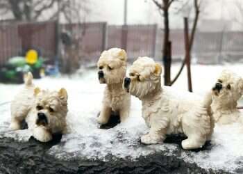 קור כלבים באלוני הבשן. צילום: יסכה דקל שיא הקור: הגולן כבר מושלג, בקרוב בהרי ירושלים?