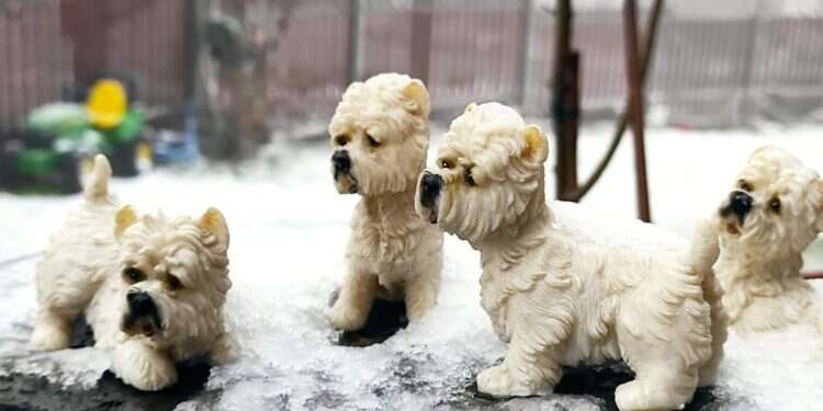 קור כלבים באלוני הבשן. צילום: יסכה דקל שיא הקור: הגולן כבר מושלג, בקרוב בהרי ירושלים?