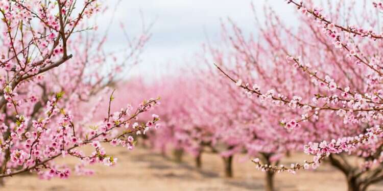 השרף עולה באילנות