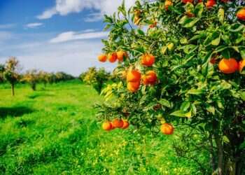 מיוחד לאתר מקור ראשון: חידון לט"ו בשבט