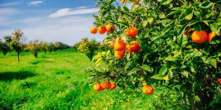 צילום: שאטרסטוק מיוחד לאתר מקור ראשון: חידון לט"ו בשבט
